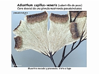 AtlasPteridofitos 39 Adianthum capillus-veneris pseudoindusio