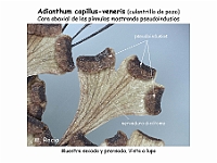 AtlasPteridofitos 40 Adianthum capillus-veneris pseudoindusios
