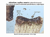 AtlasPteridofitos 41 Adianthum capillus-veneris pseudoindusio esporangios