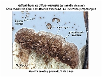 AtlasPteridofitos 42 Adianthum capillus-veneris pseudoindusio esporangios esporas