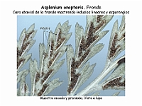 AtlasPteridofitos 44 Asplenium onopteris