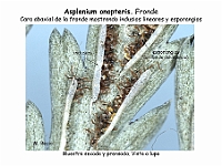 AtlasPteridofitos 45 Asplenium onopteris indusios esporangios