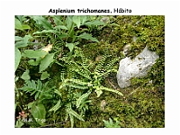 AtlasPteridofitos 46 Asplenium trichomanes