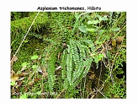 AtlasPteridofitos 47 Asplenium trichomanes
