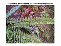 AtlasPteridofitos 48 Asplenium trichomanes indusios