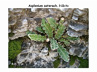AtlasPteridofitos 49 Asplenium ceterach
