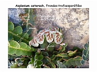 AtlasPteridofitos 50 Asplenium ceterach soros paleas