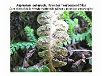 AtlasPteridofitos 51 Asplenium ceterach soros esporangios paleas
