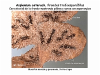 AtlasPteridofitos 52 Asplenium ceterach soros esporangios paleas