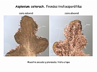AtlasPteridofitos 53 Asplenium ceterach paleas