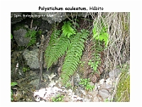 AtlasPteridofitos 54 Polystichum aculeatum