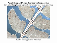 AtlasPteridofitos 55 Polystichum setiferum