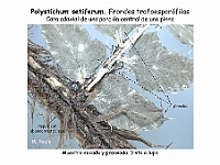 AtlasPteridofitos 56 Polystichum setiferum