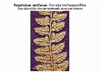 AtlasPteridofitos 57 Polystichum setiferum soros indusios