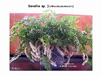 AtlasPteridofitos 58 Davallia rizomas