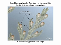 AtlasPteridofitos 59 Davallia canariensis soros indusios