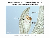 AtlasPteridofitos 60 Davallia canariensis soro esporangios indusio