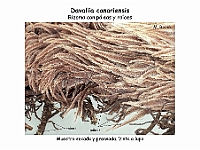 AtlasPteridofitos 61 Davallia canariensis paleas