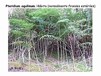 AtlasPteridofitos 62 Pteridium aquilinum