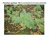 AtlasPteridofitos 63 Pteridium aquilinum