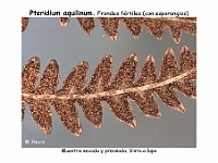 AtlasPteridofitos 64 Pteridium aquilinum soros esporangios