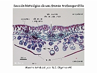 AtlasPteridofitos 65 seccion fronde soro esporangios indusio