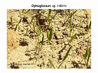 AtlasPteridofitos 66 Ophioglossum