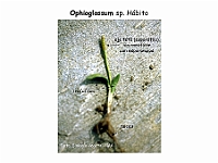 AtlasPteridofitos 67 Ophioglossum