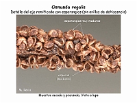 AtlasPteridofitos 70 Osmunda regalis esporangios