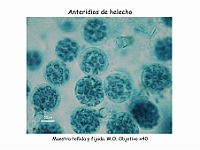 AtlasPteridofitos 74 anteridios gametos masculinos
