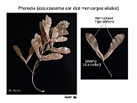 Atlas Frutos 03 Pterodio Acer