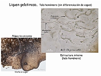 Atlas Liquenes 2 talo homomero