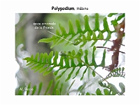 AtlasPteridofitos 25 Polypodium