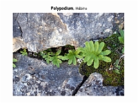 AtlasPteridofitos 27 Polypodium