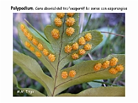 AtlasPteridofitos 29 Polypodium soros esporangios